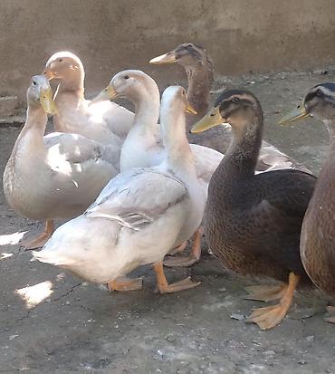 sud veren inek satilir: Blue Rouen Ördeklerinin balaları.2 ayliq balalardi . CİDDİ ALİCİLAR — 4