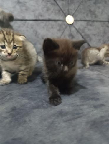 Pişiklər: Şotland — 9