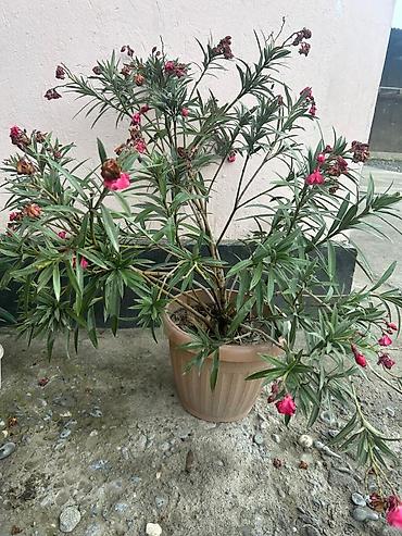 комтер: Олеандр (Nerium oleander) в горшках - Кустовые саженцы разной высоты — 5