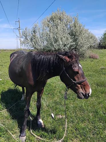 Лошади, кони: Продаю | Кобыла (самка) | Рабочий — 5