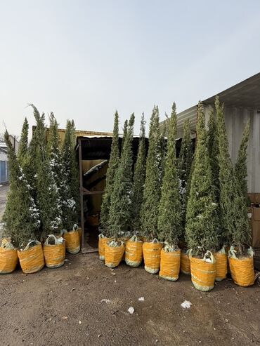 удобрение для малины: Көчөттөр дарактардын: Арчалар