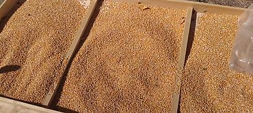 паилка для кур: Кургатылган попкорн жүгөрүсү сатылат уруктукада жарайт бышырсада — 4