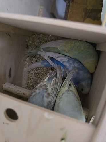 bulbul quşu satışı: Xirdalanda yerlesir. tecili satilir. yari quslarin yumurtalari — 6