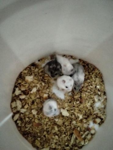 Gəmiricilər: Məhsul: Cırtdan hamsterlər (Djungarian/campbell tipli) Rənglər: tam — 3