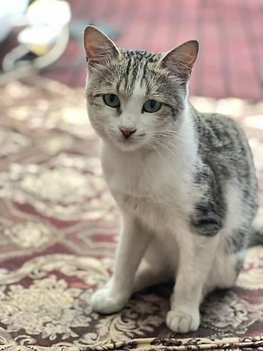 черепаховая кошка: Кошка даром: Беспородная, Мальчик — 1