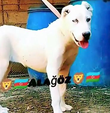 itler alabay: Alabay, 8 ay, Dişi, Peyvəndli — 2