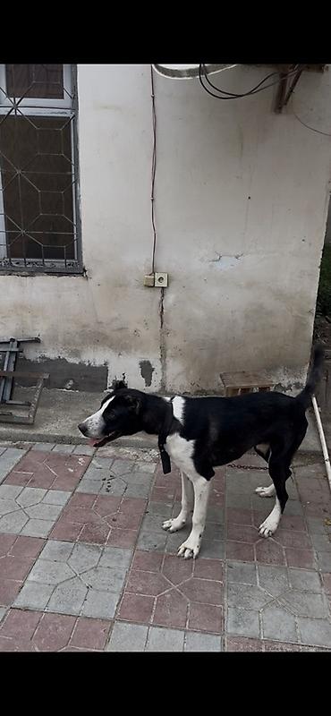 it ucun yataq: Qurdbasar, 10 ay, Erkək, Peyvəndli, Ünvandan götürmə — 1