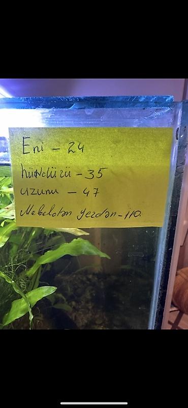 Içinde hersey var karyaqa agac filter sekale suisdici isiq krivetka