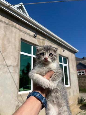 Кошки: Шотландская вислоухая — 2