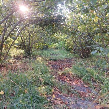 Torpaq sahələrinin satışı: 12 sot, Tikinti, Mülkiyyətçi, Kupça (Çıxarış) — 4