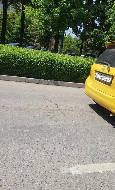 Другие декоративные деревья: Живые изгороди быстро растущие, растут до 4х метров. Сорт бархатный — 12