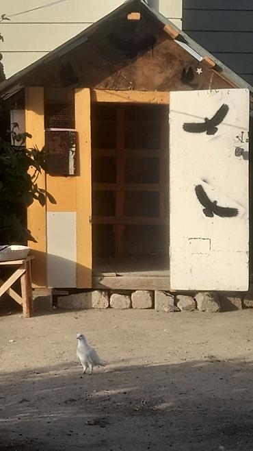 labrador satılır: Təcili satılır quşxana ciddi alıcıya cüzi endirim olacaq
1.50
1.50 — 2