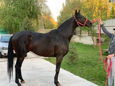 Лошади, кони: 7-лет
холка-1.75
Жеребец ( производитель )