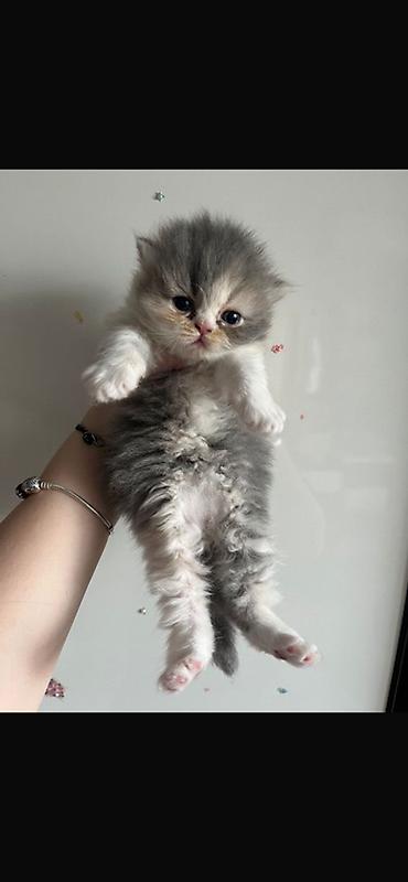 Pişiklər: Şotland, Dişi — 2