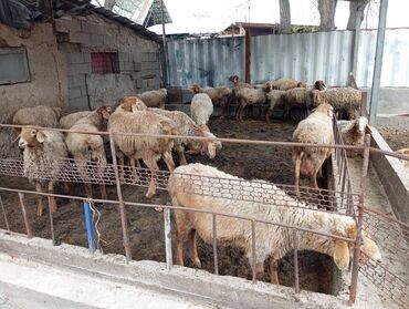 Бараны, овцы: Продаю Баранов полным стадом ! Оптоместь детки в общем 47 голов