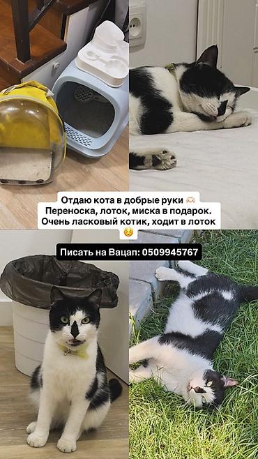 отдам кота даром: Кошка даром: Беспородная, Мальчик, Приучена к лотку — 1