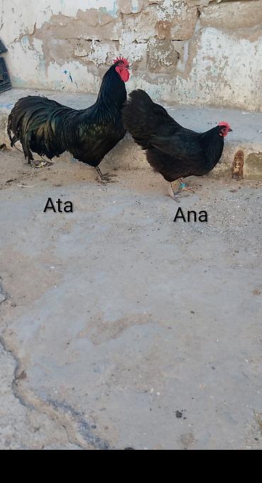 avstrolop cuceleri: Toyuq cücələri, Damazlıq — 2