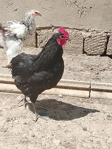 Toyuqlar: Toyuq, Damazlıq — 3