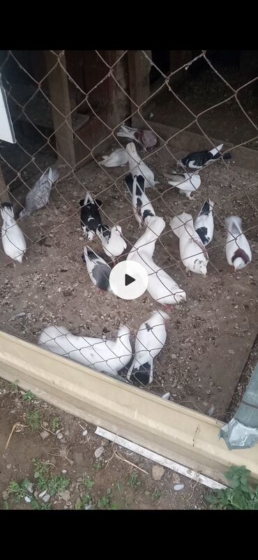 Göyərçinlər: Quwlar satllr 20 quwdu bir yerden 5 manata tek cut ferqli qiymete son lalafo.az -da Göyərçinlər: Quwlar satllr 20 quwdu bir yerden 5 manata tek cut ferqli qiymete son