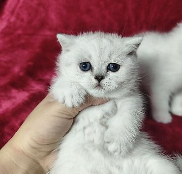 Продажа кошек: Питомник шотландских кошек предлагает к предварительному резерву — 9