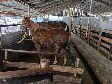 Лошади, кони: Продаю | Кобыла (самка), Конь (самец), Жеребенок | На забой, Рабочий — 4