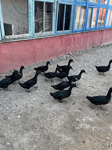 it bazari hardadi: Kayuqa ördəkləri satılır 0553340959 — 1