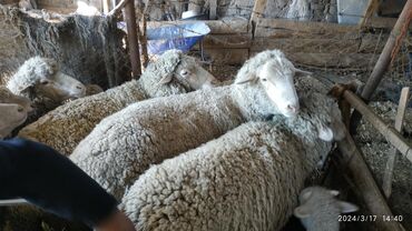 Бараны, овцы: Продаю | Баран (самец) | Меринос | На забой, Для разведения, Для шерсти | Племенные, Осеменитель