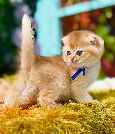 Pişiklər: Şotland — 7