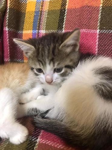 Pişiklər: Şotland — 6