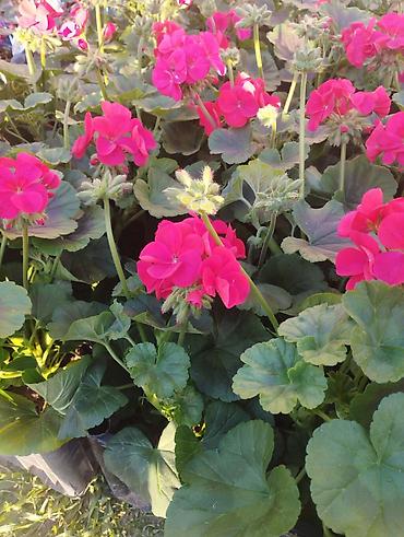 Buket güllər: Geran, sardunya, geranium, pelargonium, geran zonali topdan və — 6