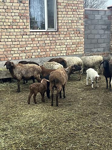 Другие животные: Асалоому алейкум 7 баш козулу кой бар козулар чон 7 баш бооз кой — 4