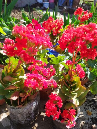 Комнатные растения: Продам калонхое цветущие