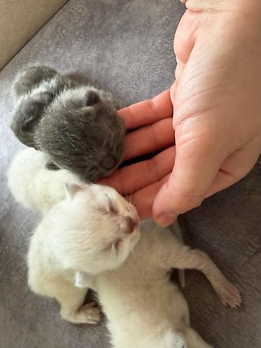 sinsila pişik: Təmiz qan Scottish Fold və Blue point Şinşila balalar, 7 mart — 9