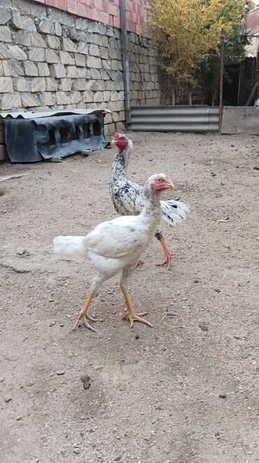 Toyuqlar: Toyuq, Damazlıq, Ünvandan götürmə — 7