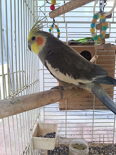 tutuqusu cex: Məhsul: Nimfa (cockatiel) tutuquşusu və qəfəs aksesuarları Təsvir: - — 2