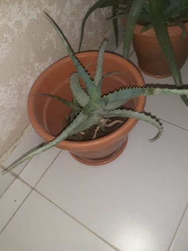 cut bitkisi: Aloe