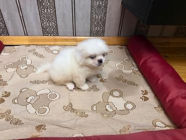 Pekines, 1 ay, Erkək, Sənədli, Ünvandan götürmə, Pulsuz çatdırılma lalafo.az -da Pekines, 1 ay, Erkək, Sənədli, Ünvandan götürmə, Pulsuz çatdırılma