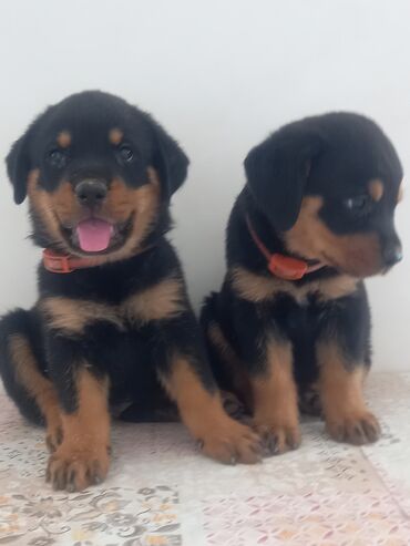 it sahiblendirme: Rotveyler, 2 ay, Erkek, Peyvəndli, Ünvandan götürmə