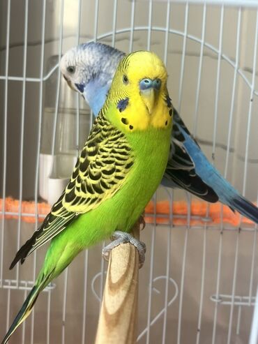 Tutuquşları: Hazır cüt iki dene tutu quşular qefesi yuvası ile bir yerde satılır — 6