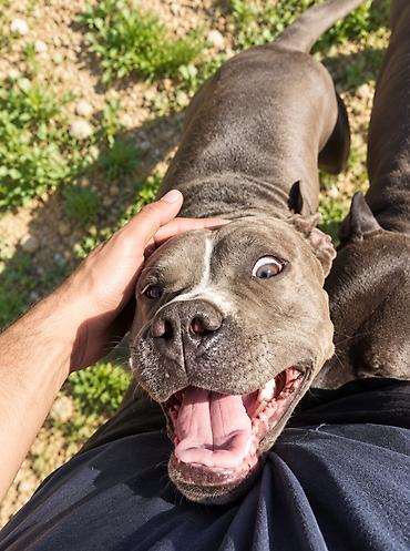 i̇t afcarka: Pitbul, 1 ay, Ünvandan götürmə — 4