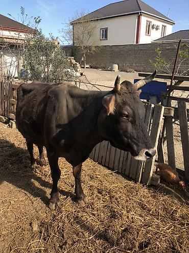 simental cinsi: Salam. İnək 4-5 qarıdı.Yelinin bir bala üçündü digər 3 yelidə 9 l süd — 2