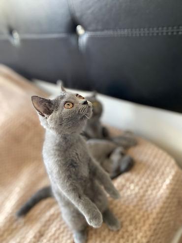 Pişiklər: Britan, Dişi — 5