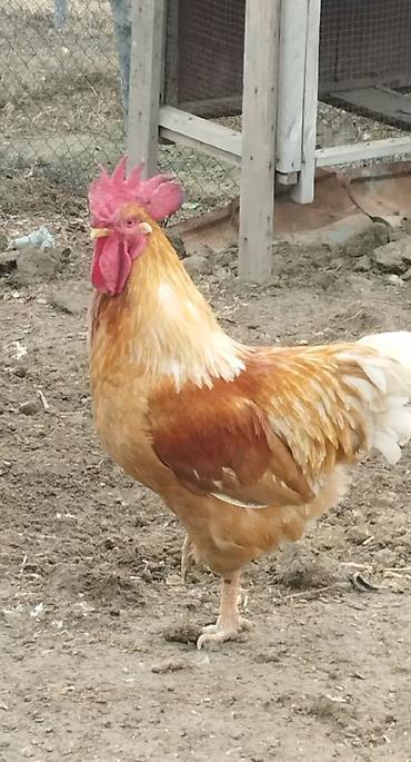 yumurtlayan toyuqlar satilir: Ataks ve Lohman broun Toyuqların mayalı yumurtaları olur verdim — 2