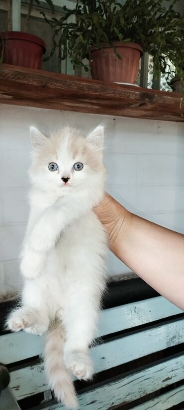 американский вислоухий кот: Скотиш Фолд (Шотландская вислоухая), 1 месяц, Мальчик, Метис, Приучена к лотку, Проглистована