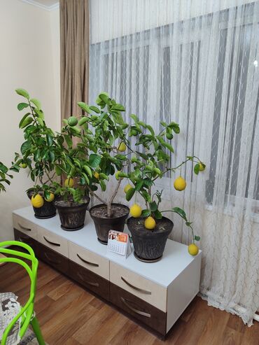 фикус с белыми листьями: Продаю индийские лимоны в горшке
1 лимон в горшке 5500 сом