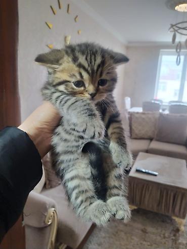 Pişiklər: Şotland — 3