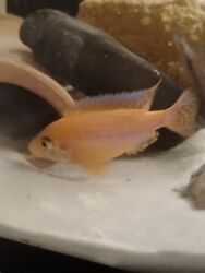 Gəmiricilər: Cixlid balığı, Yırtıcı