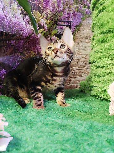 Продажа кошек: Бенгальская, 2 месяца, Мальчик, Черный, Приучена к лотку, Проглистована, С документами — 14