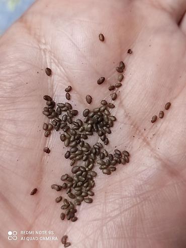 Люцерна: Продаю семена люцерны,семена клевера,высший сорт,гарантия — 13