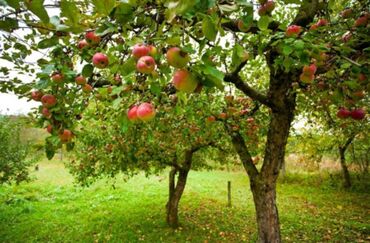 продам яблоки: Яблоки В розницу